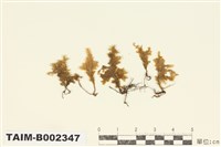 藏品(鈍葉樹平苔)的圖片